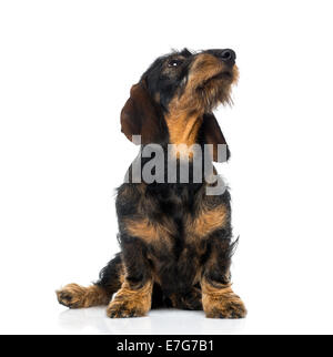 Bassotto cucciolo cercando (6 mesi) contro uno sfondo bianco Foto Stock