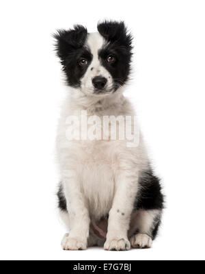 Border Collie cucciolo (10 settimane di età) contro uno sfondo bianco Foto Stock