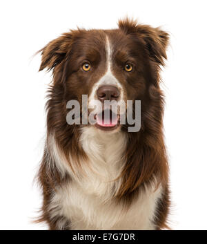 Border Collie (2 anni) contro uno sfondo bianco Foto Stock