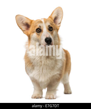 Welsh Corgi Pembroke (7 mesi) contro uno sfondo bianco Foto Stock