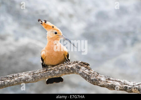 Upupa (Upupa epos) appollaiato su un ramo di un albero morto. Foto Stock