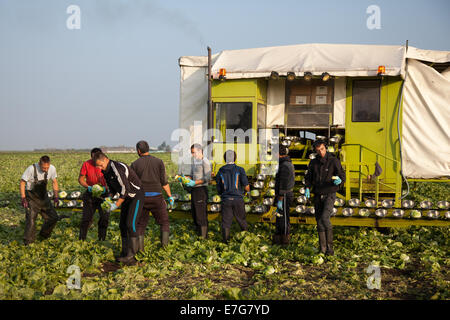 Tarleton, Preston, Regno Unito, settembre 2014. Lavoratori stranieri che coltivano insalate nel Lancashire occidentale. Tempo straordinario durante settembre ha portato ad un raccolto di insalata paraurti in questa zona di coltivazione del giardino del mercato del nord-ovest. Il consumo di insalata è ora al suo livello più alto nella storia di mangiare e i mesi estivi la domanda media va pazzesca, Che è tutte buone notizie per la regione insalata ciotola, la pianura costiera West Lancashire tra Preston e Southport dove miglia di ricco, nero suolo fornire un mezzo di crescita ideale. Foto Stock