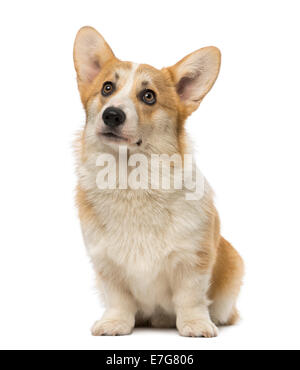 Welsh Corgi Pembroke (7 mesi) contro uno sfondo bianco Foto Stock