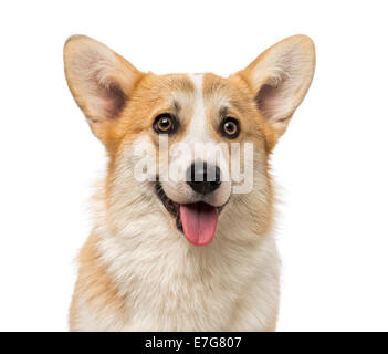 Welsh Corgi Pembroke (7 mesi) contro uno sfondo bianco Foto Stock