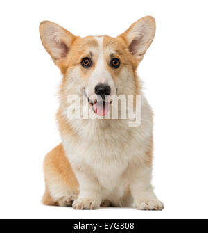 Welsh Corgi Pembroke (7 mesi) contro uno sfondo bianco Foto Stock