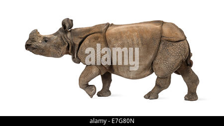 Indian one-corno di rinoceronte di fronte a uno sfondo bianco Foto Stock