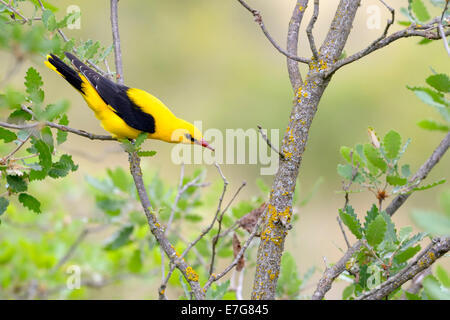 Rigogolo (Oriolus oriolus) maschio adulto nella struttura ad albero. Foto Stock