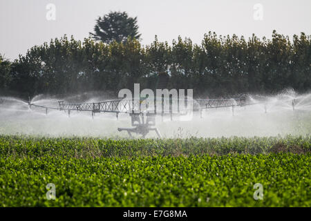 Tarleton, Preston, Regno Unito, settembre 2014. Relazioni suggeriscono Settembre potrebbe essere il più arido su record. Straordinario clima secco durante tutto il mese si è tradotta in un insalata di paraurti raccolto in questo giardino del mercato crescente area del nord-ovest. Consumo di insalata è ora al suo livello più alto nella storia di mangiare e i mesi estivi significa domanda va pazzo, che è tutte le buone notizie per le regioni insalatiera, il West Lancashire pianura costiera tra Preston e a Southport dove miglia di un ricco suolo nero forniscono un ideale terreno di coltura. Credito: Mar fotografico/Alamy Live News Foto Stock