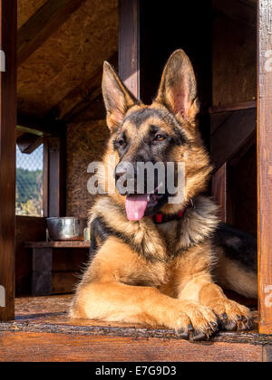 Pastore Tedesco in appoggio nel suo canile in legno Foto Stock