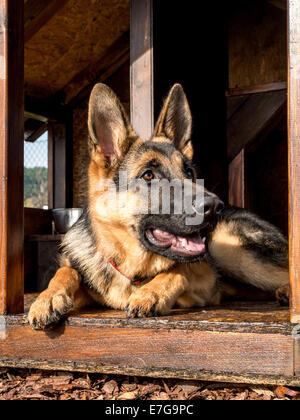 Pastore Tedesco in appoggio nel suo canile in legno Foto Stock