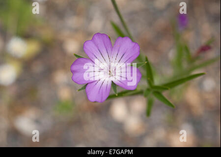 Agrostemma githago, Corncockle, che cresce su un campo arabile margine, Buckinghamshire, UK. Giugno. Foto Stock