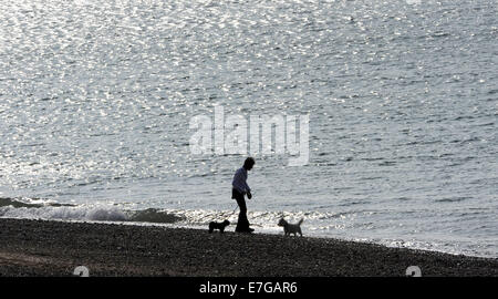 Hove Brighton Sussex Regno Unito 17 Settembre 2014 - Un dog walker per Hove beach questa mattina come le temperature erano dovrebbe aumentare a 25 gradi centigradi al più tardi oggi nel Sud Est della Gran Bretagna Credito: Simon Dack/Alamy Live News Foto Stock