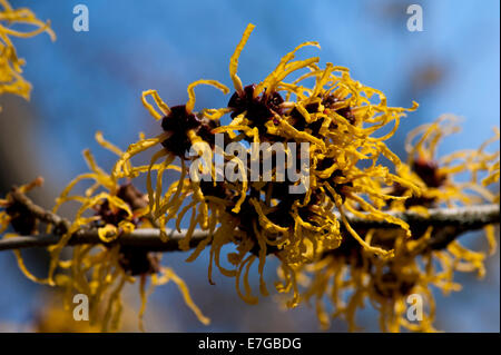 Hamamelis Virginiana, American strega-Hazel, Surrey, Regno Unito. Febbraio. Foto Stock