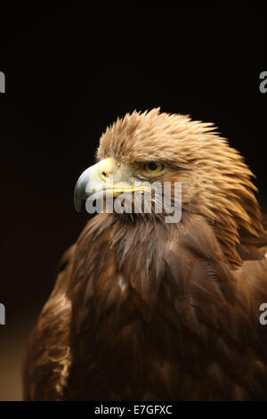 Ritratto di un aquila reale Foto Stock