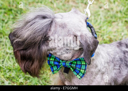 Grigio a Cesky Terrier indossando un bow tie Foto Stock