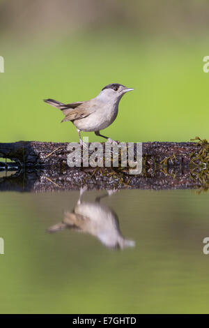 Maschio adulto Capinera (Sylvia atricapilla) in corrispondenza di un bordo di una foresta coperta Foto Stock