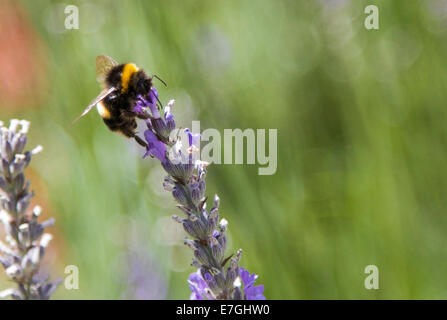 Un Bumble Bee alla ricerca di polline su una pianta di lavanda Foto Stock