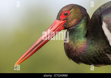 Ritratto di una cicogna nera (Cicogna Nera (Ciconia nigra) Foto Stock