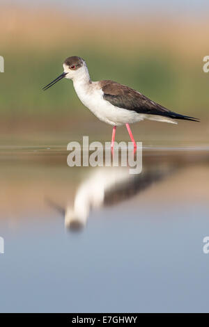 Black-winged Stilt (Himantopus himantopus) guadare attraverso una palude Foto Stock