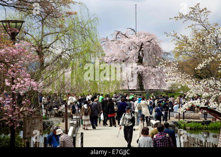 Persone, turisti, vacanze durante la fioritura dei ciliegi stagione. Maruyama-koen park, Kyoto, Giappone, Asia Foto Stock