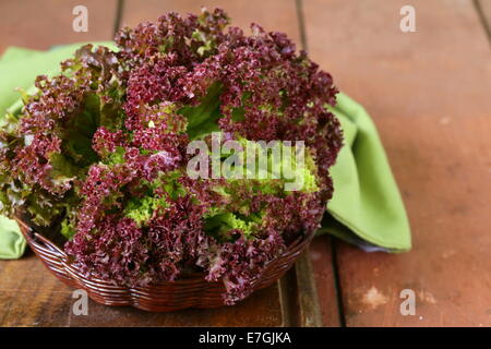 Fresche biologiche di lattuga viola (lollo rosso) Foto Stock