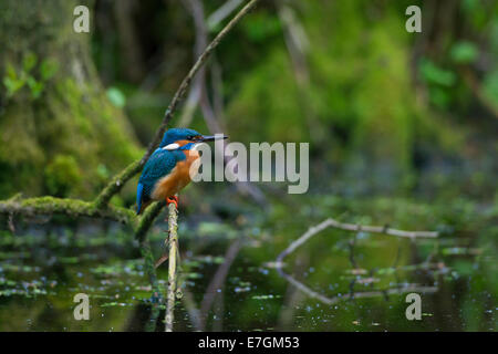 Comuni / kingfisher Eurasian kingfisher (Alcedo atthis) appollaiato sul ramo e la vedetta per i pesci in laghetto Foto Stock