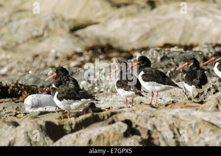 Gruppo/ parcella o stufato di Oystercatchers (Haematopus ostralegus) in appoggio su una spiaggia come la marea si spegne. Foto Stock