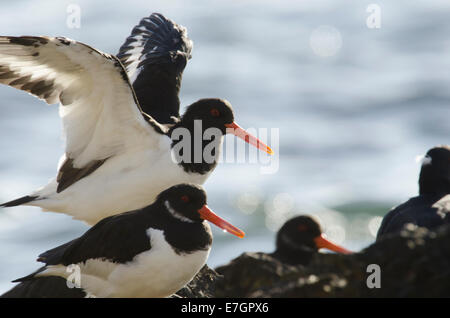 (Oystercatchers Haematopus ostralegus) appoggiato sulle rocce a marea alta. Foto Stock