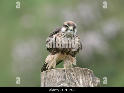 Ritratto di un Lanner Falcon prepairing per il volo Foto Stock