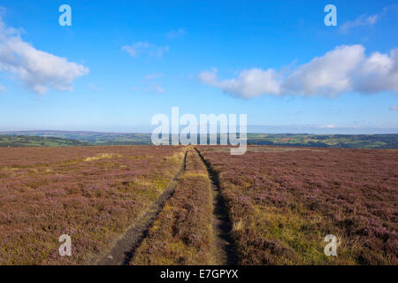 Veicolo traccia in esecuzione attraverso una fioritura heather moorland verso un contesto di patchwork campi sotto un cielo blu in autunno Foto Stock