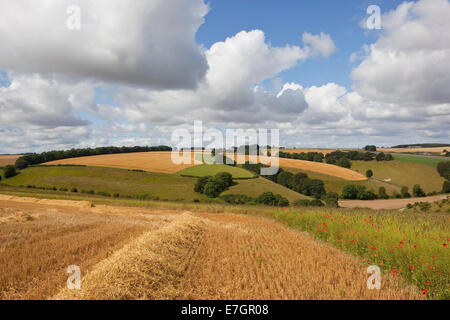 Patchwork paesaggio estivo con siepi e campi di fiori di campo e di colture su Yorkshire wolds in estate. Foto Stock