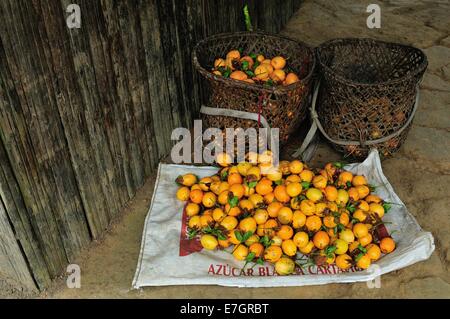 La raccolta di Granadilla frutto in Industria - PANGUANA . Dipartimento di Loreto .PERÙ Foto Stock