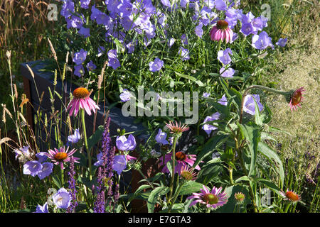 Giardino - Maggie's Forest Garden - Echinacea purpurea e campanula - Designers - Amanda Waring e Laura Arison Foto Stock