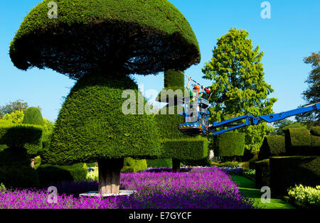 L'uomo operanti tagliasiepi da cherry picker, in topiaria da giardini di Levens Hall, South Lakeland, Cumbria, England Regno Unito Foto Stock
