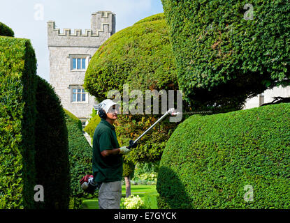 L'uomo operanti tagliasiepi in topiaria da giardini di Levens Hall, South Lakeland, Cumbria, England Regno Unito Foto Stock