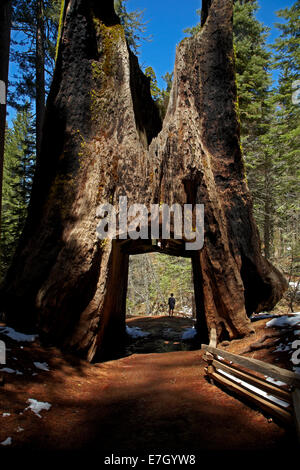 Tourist in Dead gigantesco albero di tunnel, Tuolumne Grove, vicino a gru piana, Yosemite National Park, California, Stati Uniti d'America Foto Stock