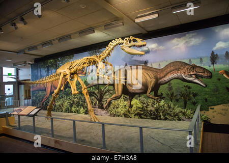 Jensen, Utah - Un Allosaurus la ricostruzione e la pittura nella cava Exhibit Hall a dinosauro monumento nazionale. Foto Stock