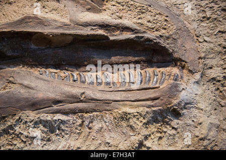 Jensen, Utah - Allosaurus alla cava Exhibit Hall a dinosauro monumento nazionale. Foto Stock