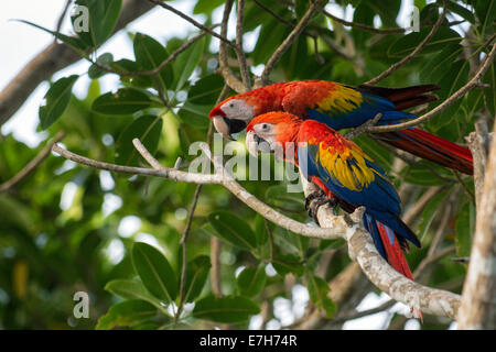 Un adulto scarlet macaw (Ara macao) veglia sulla sua prole giovanile arroccata su un alto albero nella foresta pluviale della Costa Rica. Foto Stock