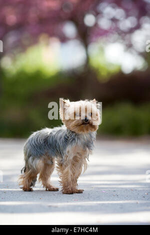 Yorkshire Terrier seduto nel parco sotto un albero in fiore Foto Stock