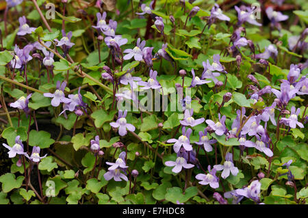 Ivy-Leaved Toadflax - Cymbalaria muralis massa di fiori Foto Stock