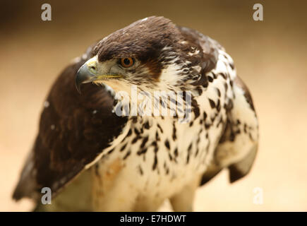 Ritratto di un maschio Saker Falcon Foto Stock