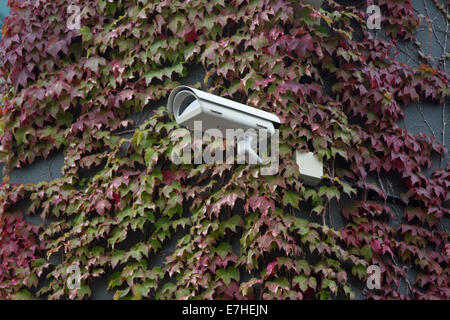 Wimbledon,UK. 18 settembre 2014. Regno Unito Meteo. Giapponese foglie d'Edera iniziano a colori alla All England Lawn Tennis club (AELTC) a Wimbledon Credito: amer ghazzal/Alamy Live News Foto Stock
