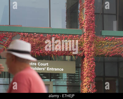 Wimbledon,UK. 18 settembre 2014. Giapponese foglie d'Edera iniziano a colore intorno al centro la corte a All England Lawn Tennis club (AELTC) a Wimbledon Credito: amer ghazzal/Alamy Live News Foto Stock