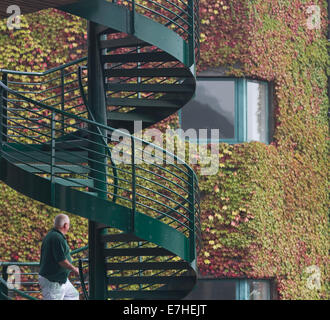 Wimbledon,UK. 18 settembre 2014. Giapponese foglie d'Edera iniziano a colore intorno al centro la corte a All England Lawn Tennis club (AELTC) a Wimbledon Credito: amer ghazzal/Alamy Live News Foto Stock