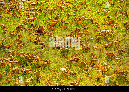 A secco di foglie di autunno su erba verde sfondo, profondità di campo. Foto Stock