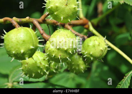In prossimità di alcuni ippocastani su un albero Foto Stock