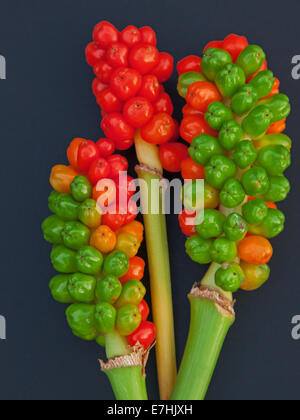 Il cuculo pinta ( Arum maculatum ) noto anche come il cuculo fiore, Signori e Signore, Jack in un pulpito, tra altri nomi Foto Stock