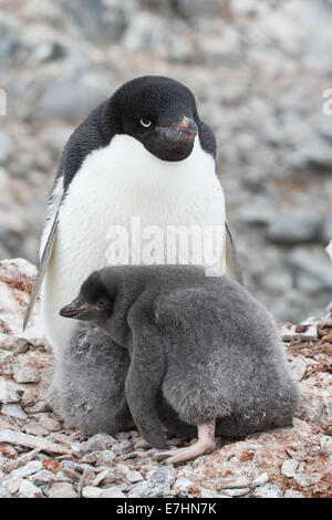 Adulto Adelie penguin e pulcini in seduta il nido in Antartide Foto Stock