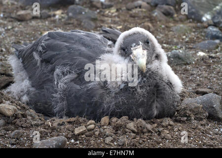 Quasi interamente moulting pulcino gigante meridionale petrel Foto Stock